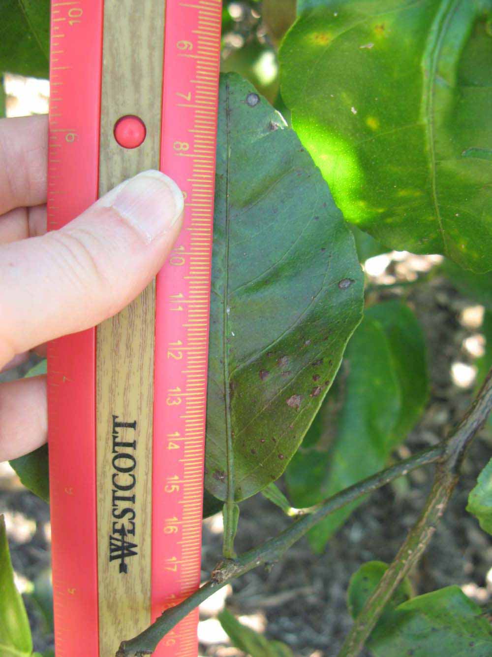              Unifoliolate leaf (Winter Haven, FL)       